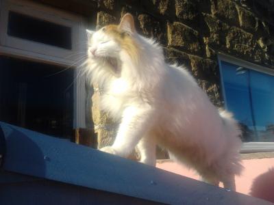 Yawning Cat Number 205